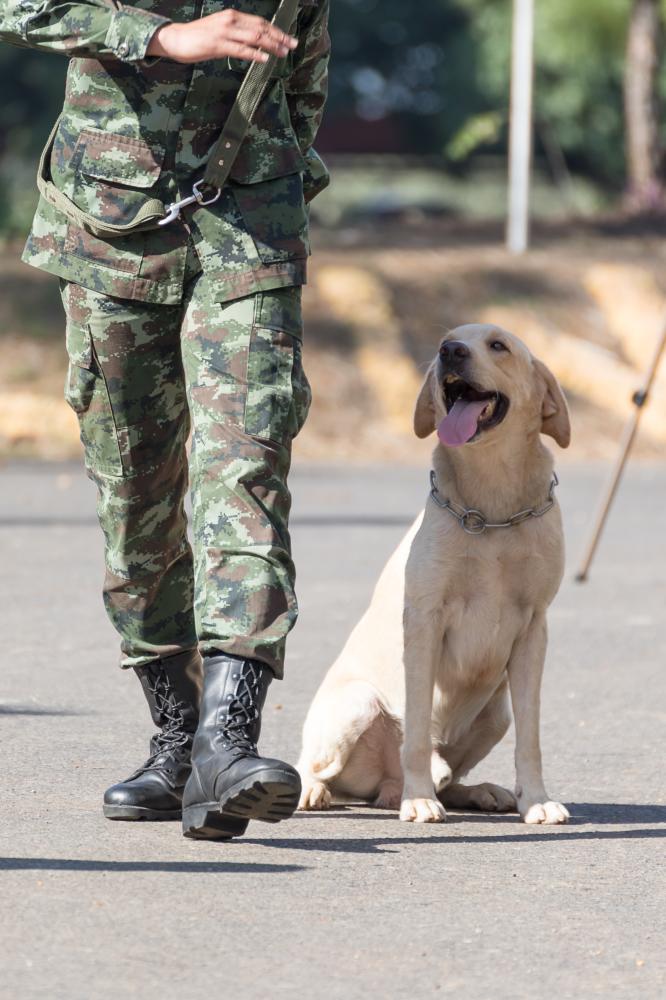 How Does Border Security Education Impact Public Awareness?